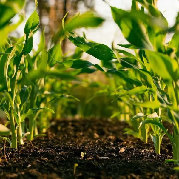 Regenerative agriculture crops — young maize growing in restored soil